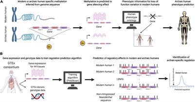 Quantitative Human Paleogenetics: What can Ancient DNA Tell us About Complex Trait Evolution?